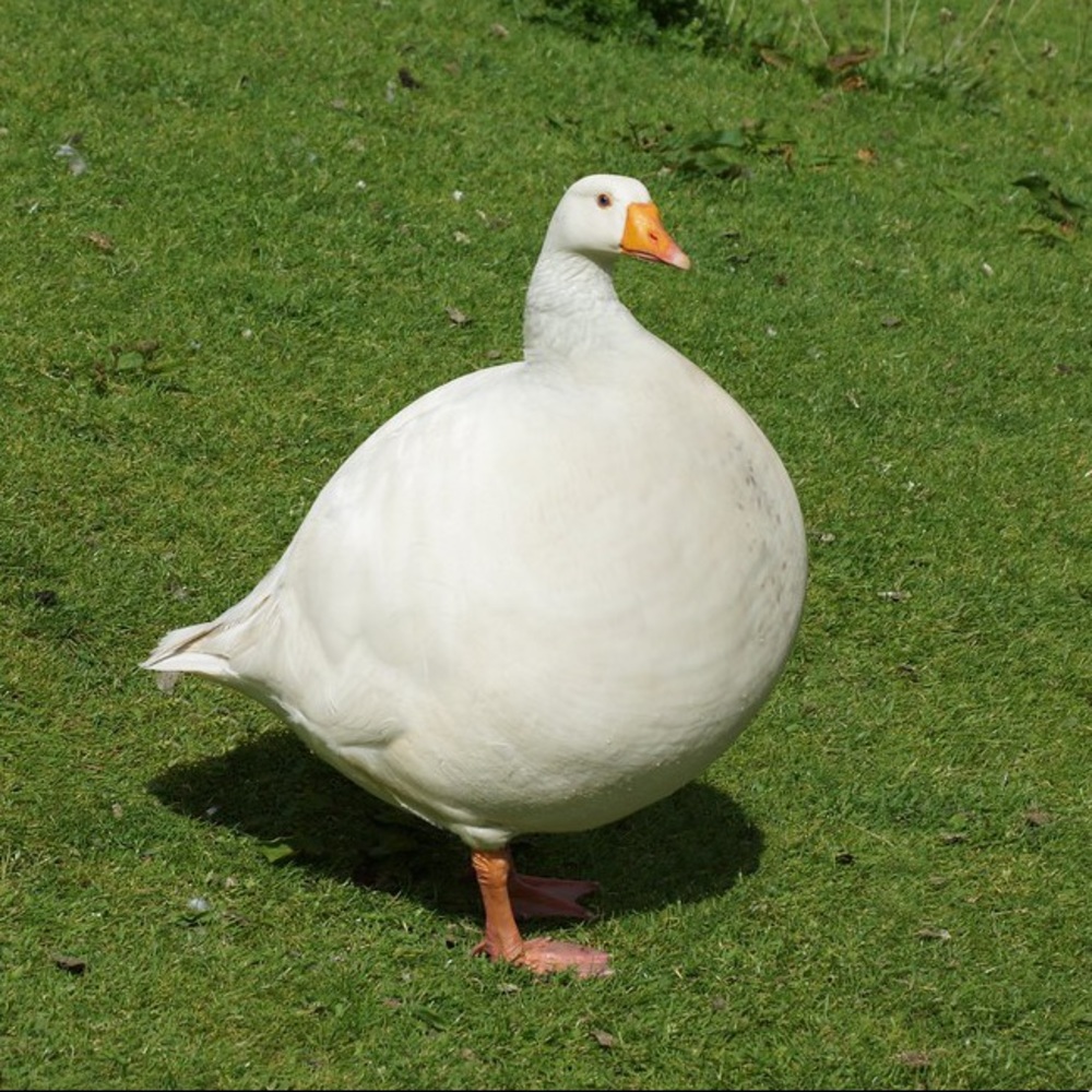 Meet your Posher, Obeese